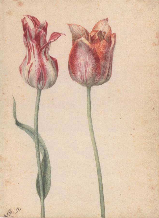 Two Tulips